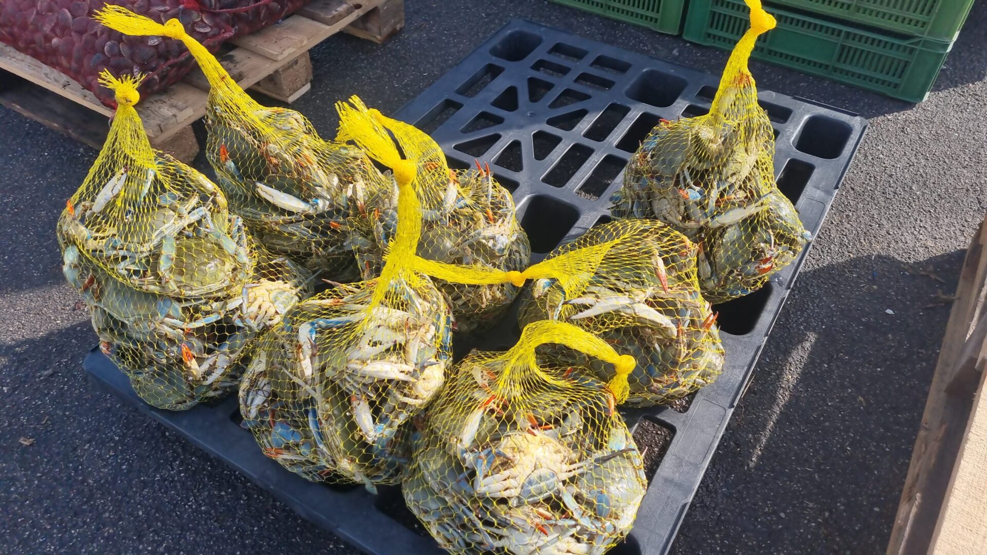 emergenza-granchio-blu,-l’allarme-di-confcooperative:-“rischio-concreto-le-risorse-nazionali-non-siano-sufficienti”